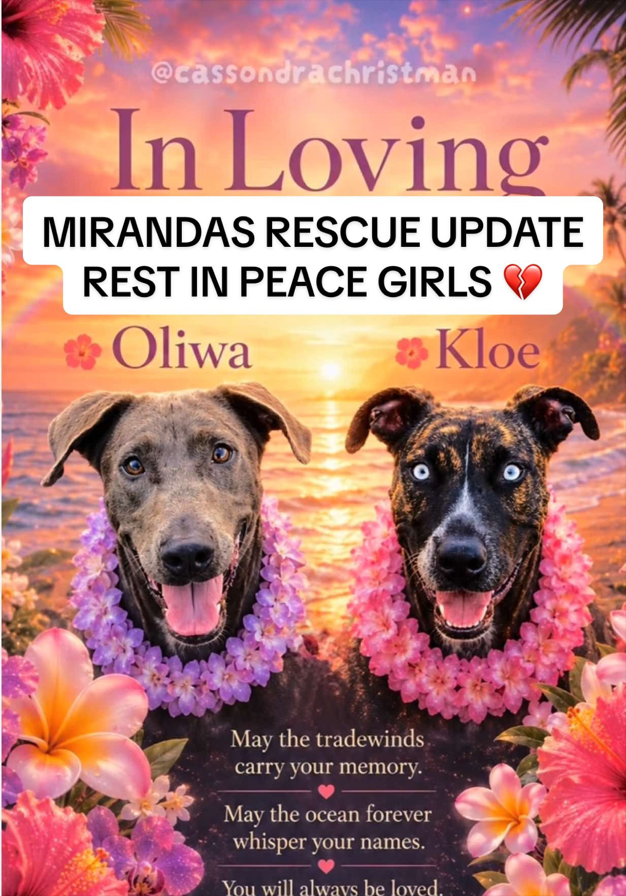 @Cassondra | Maui Shelter Dogs