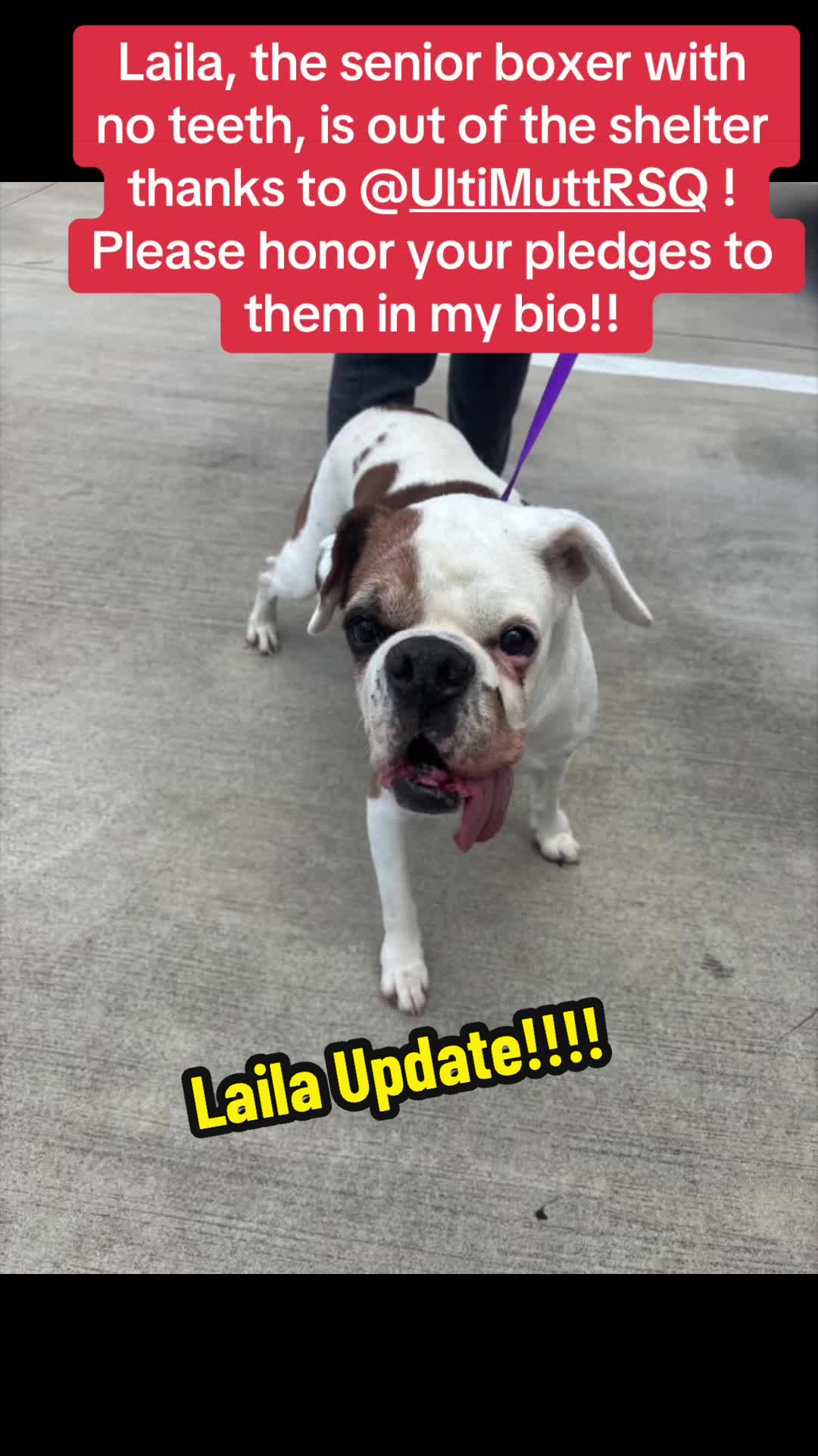 @Rescue Dog Army
