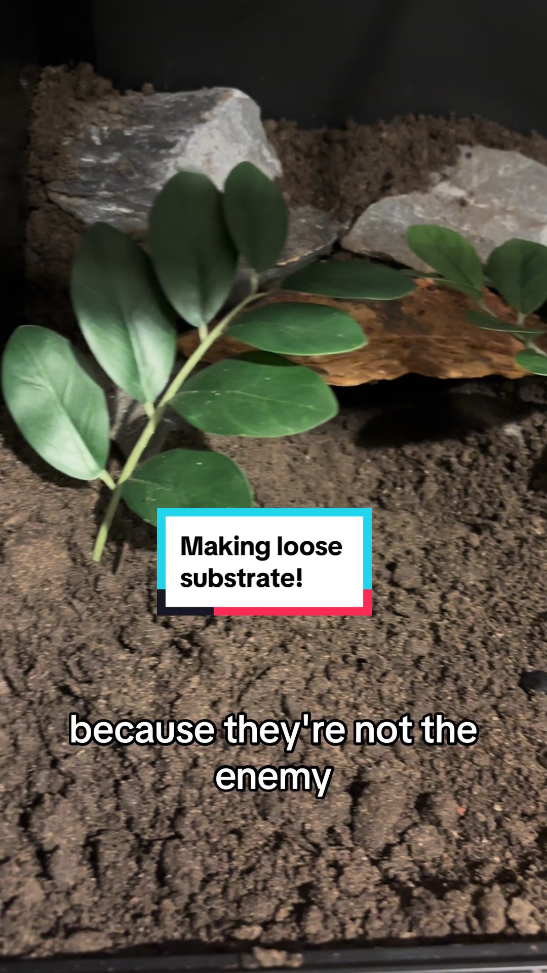 @Megan 🦎 🐈