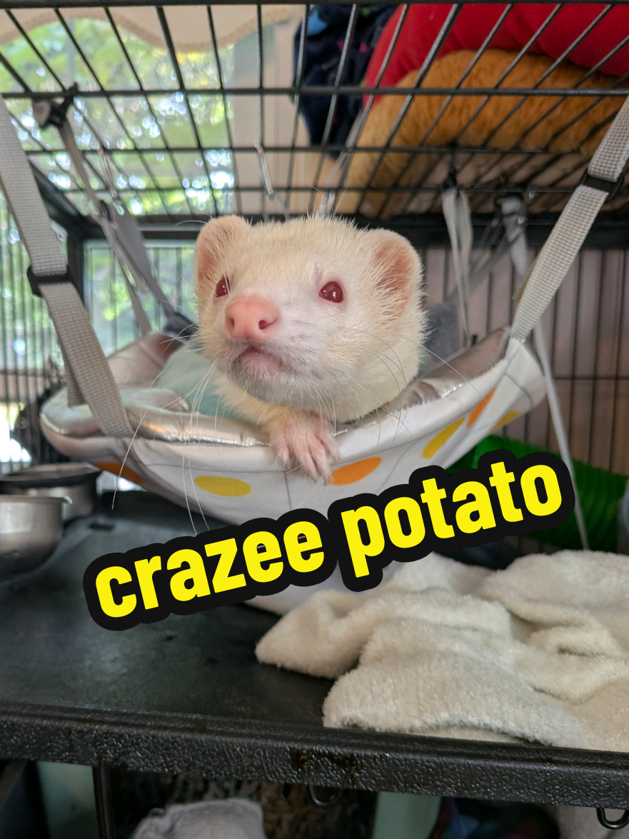 @Chaos Critters