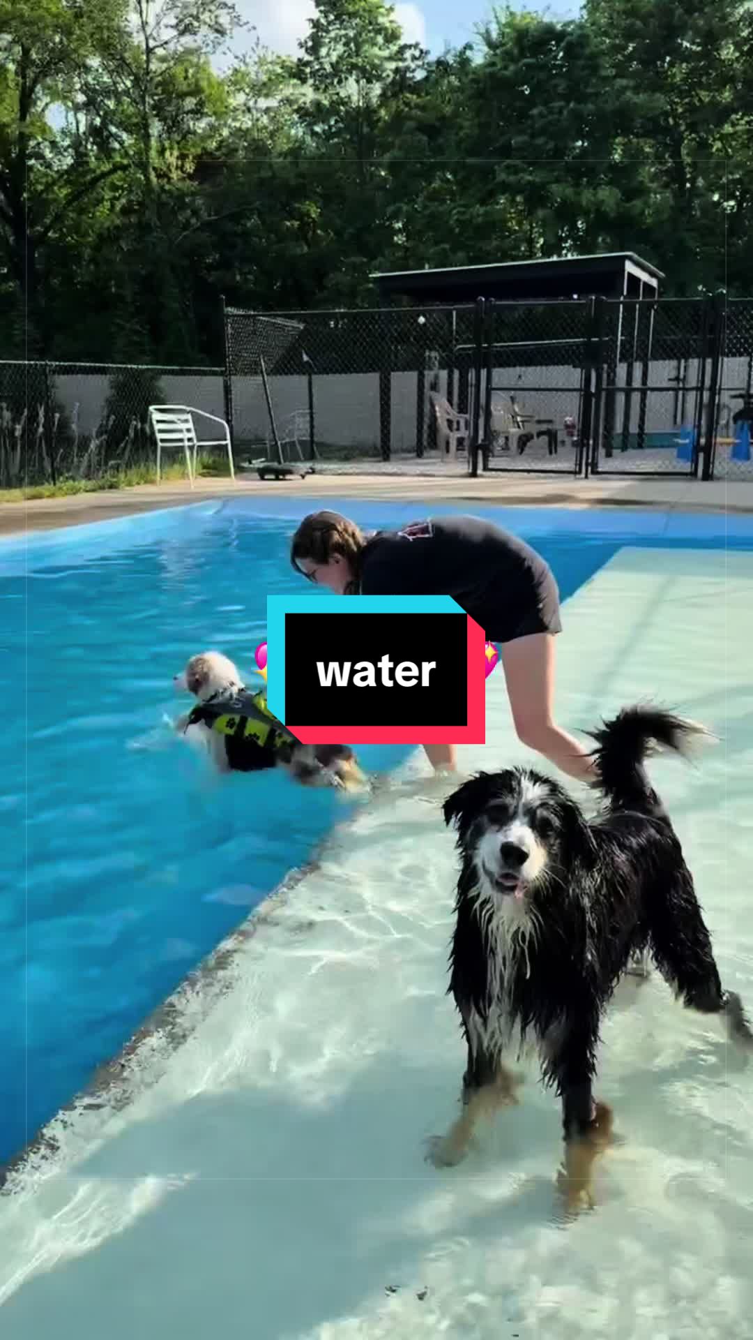 @Beck | Kentucky Dog Trainer
