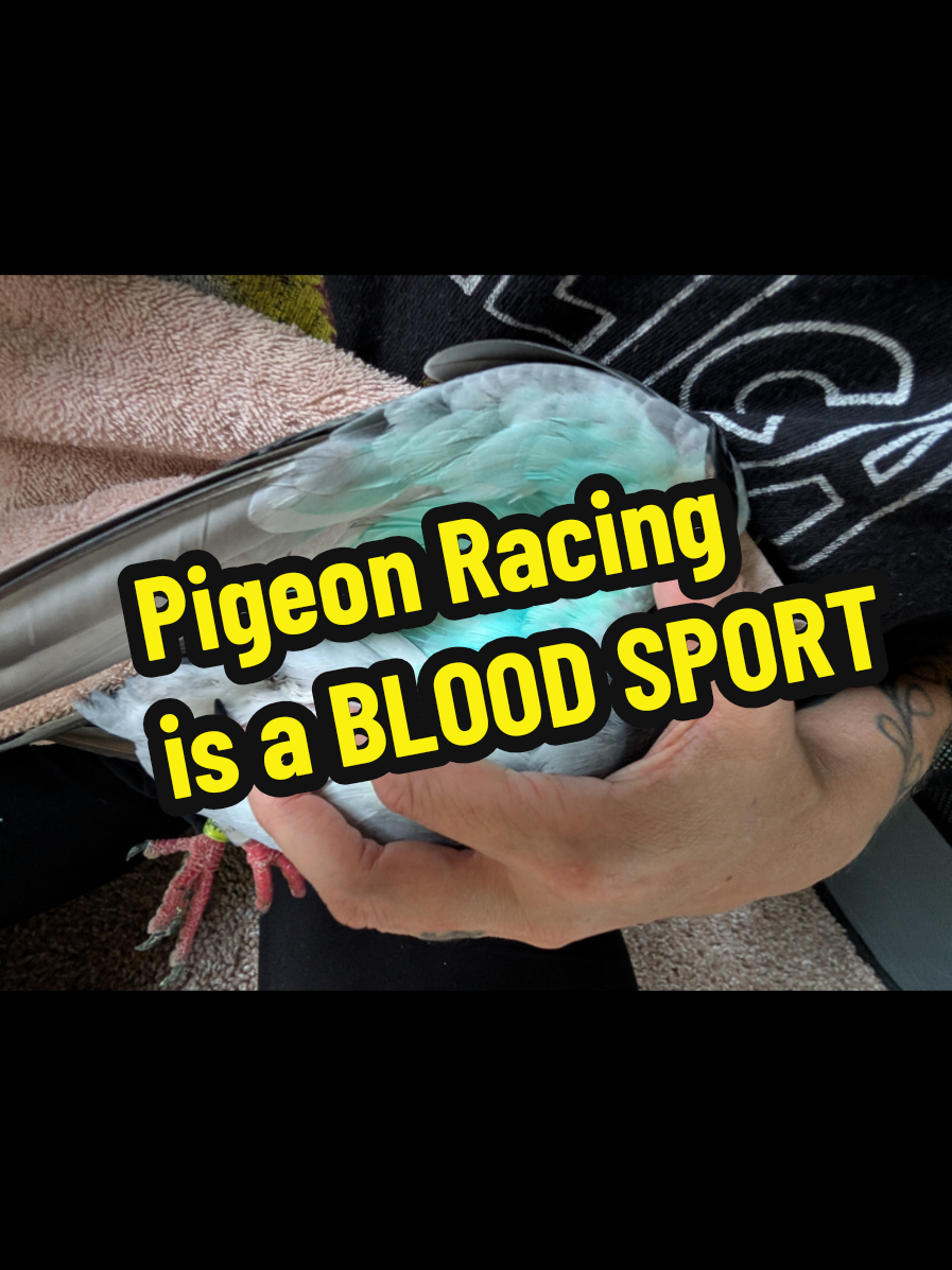 @Pigeons for Miles 🕊️