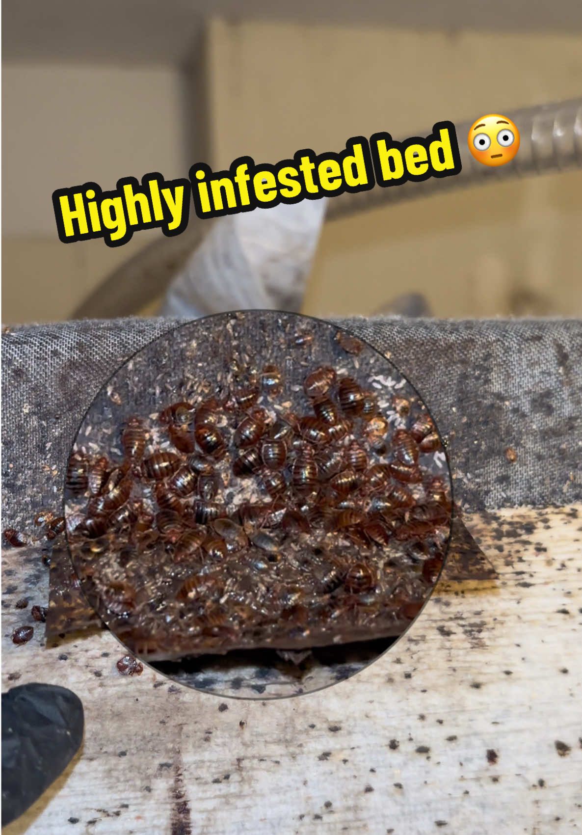 @Rock Pest Control