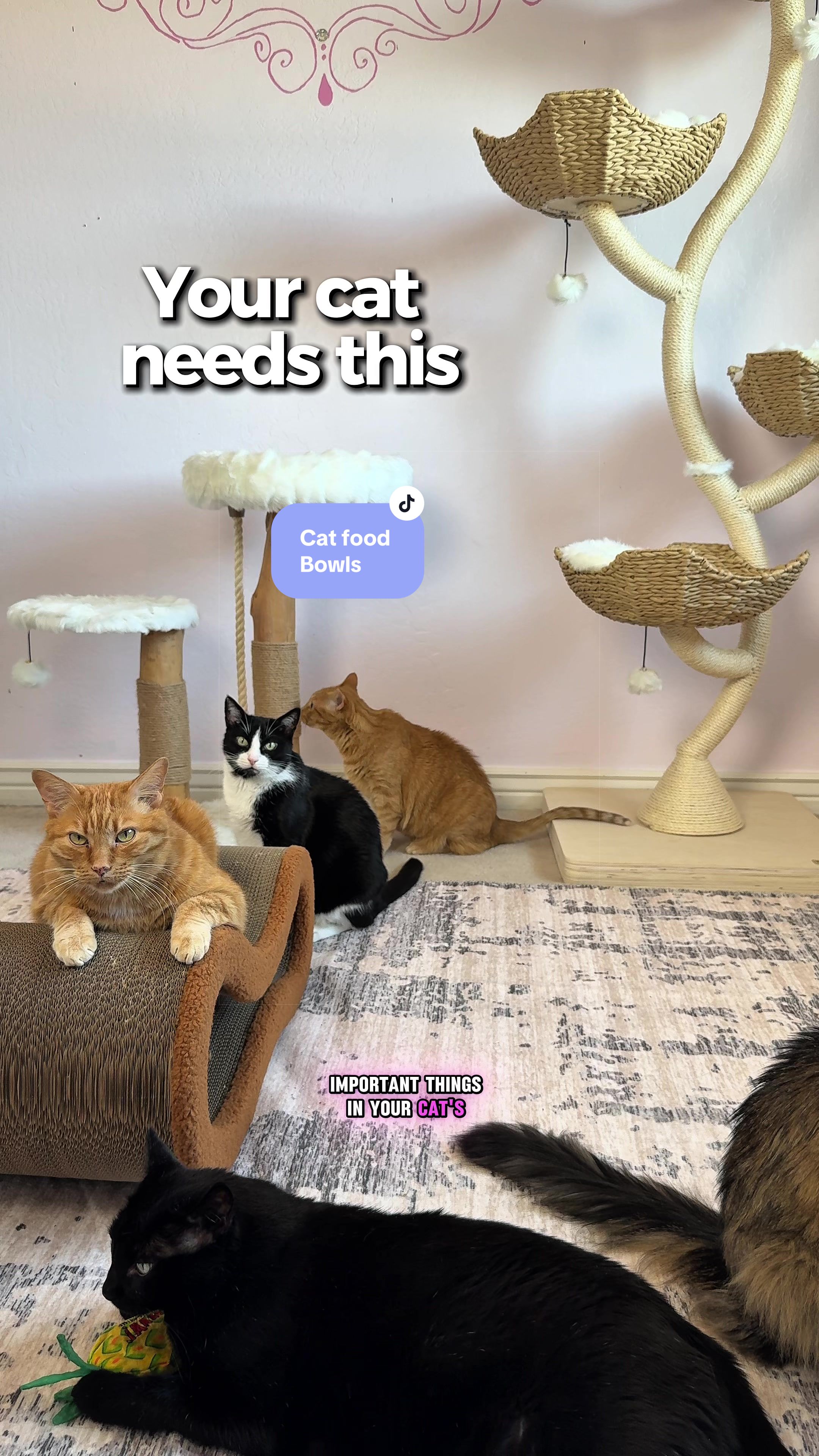 @Feminist Kitty | Cat Nutrition