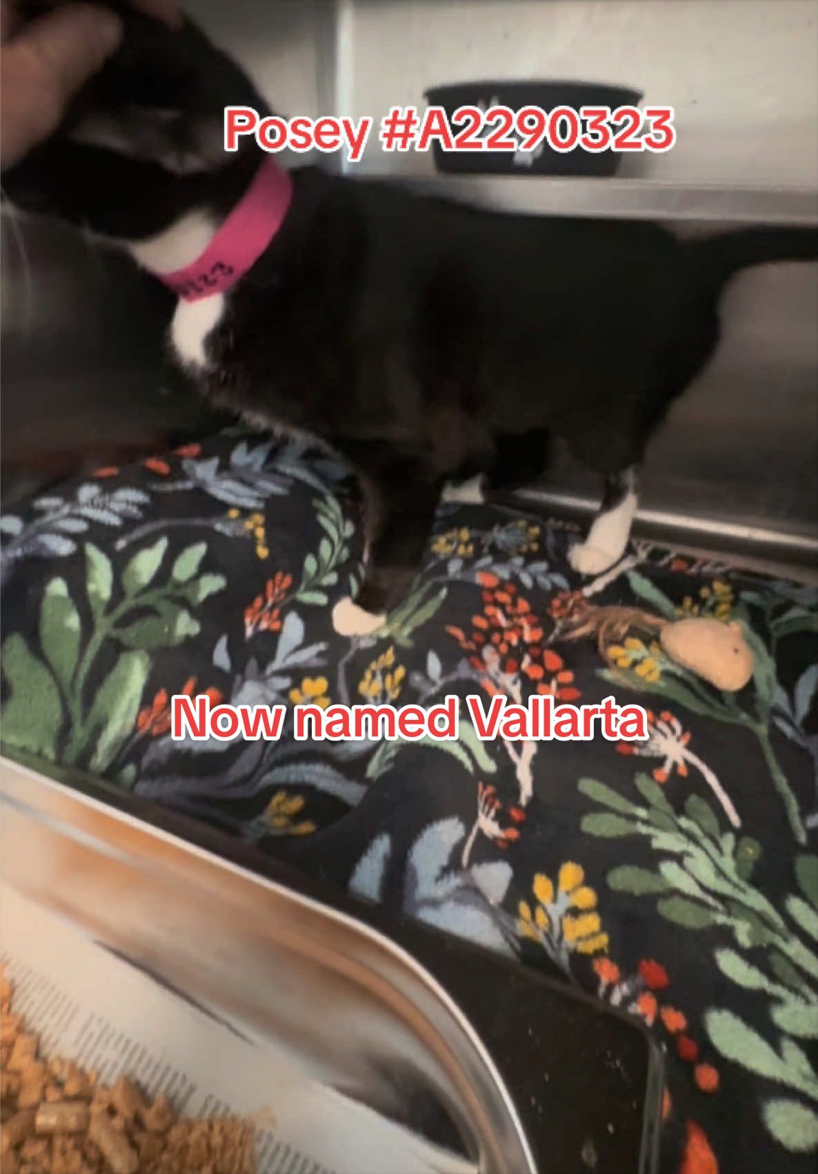 @Bunniesofeastvalley