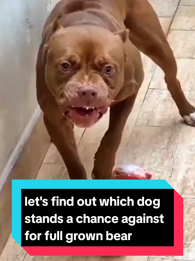 @The pet post