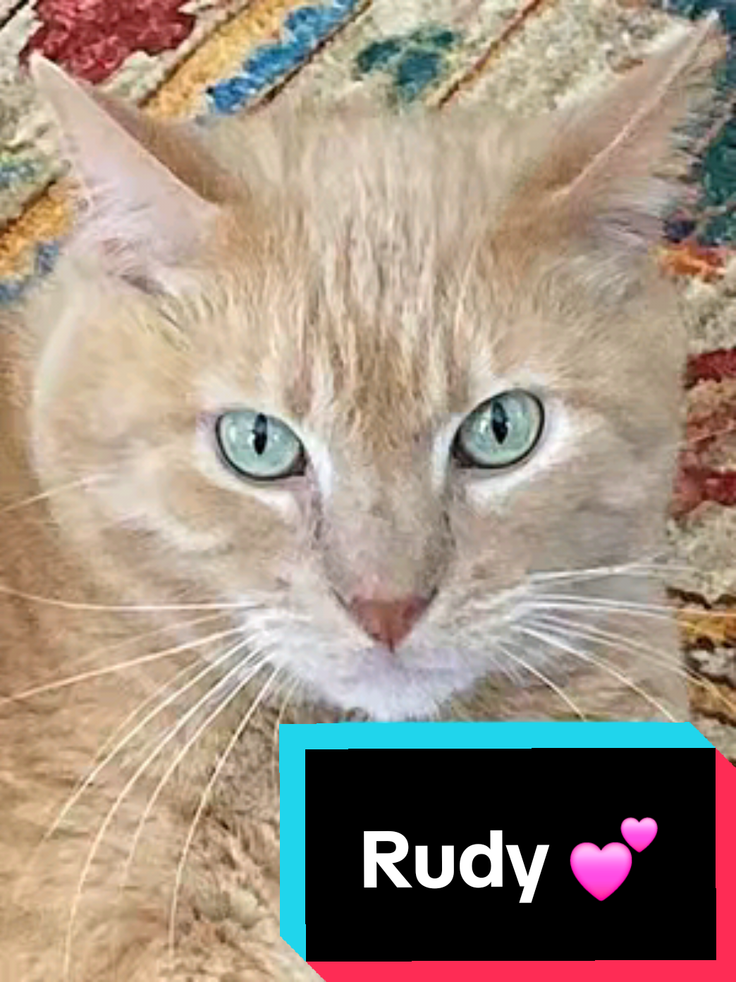 @Joyful Pets