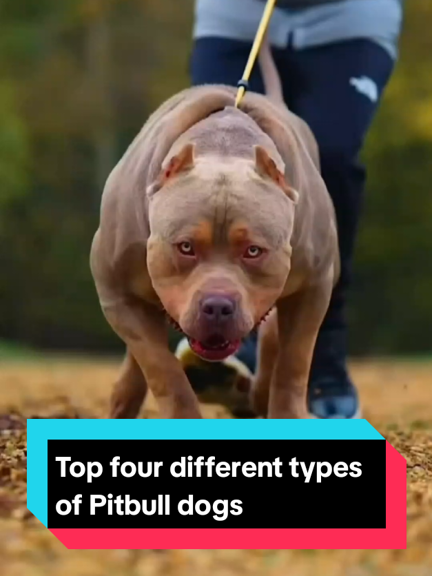 @The pet post