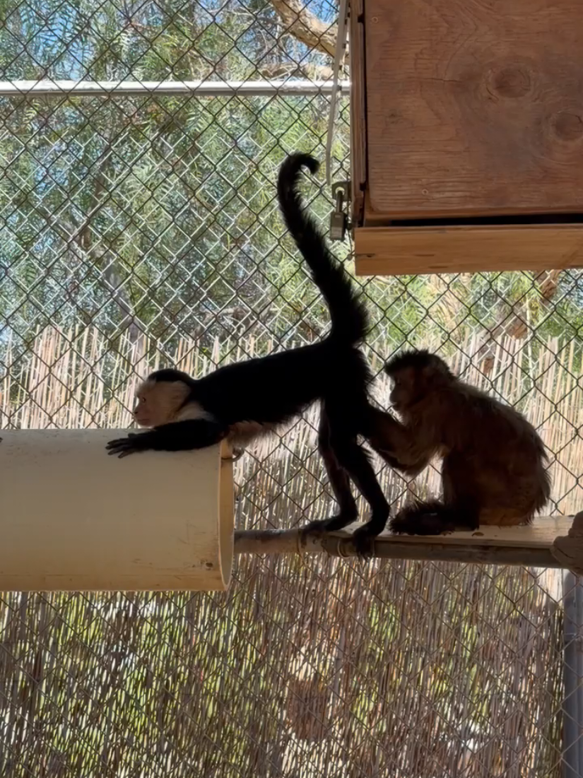 @AnimalTracksInc