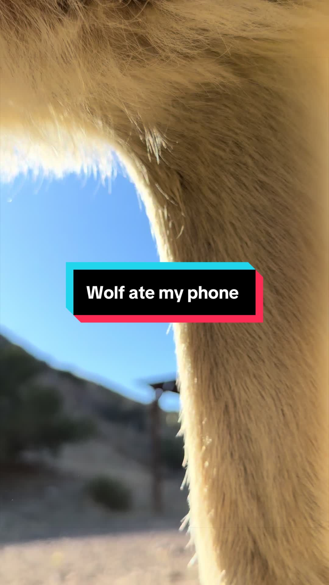 @ApexWolves