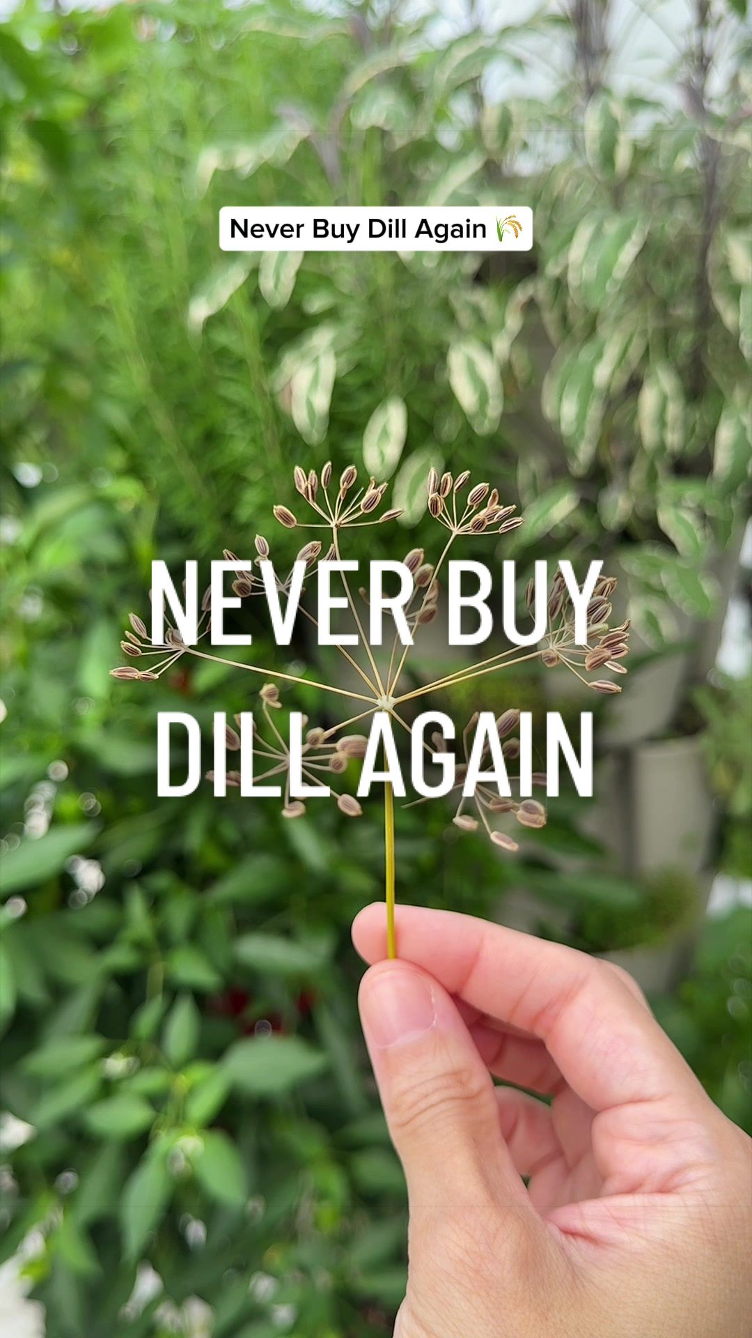 @gardeningindoors