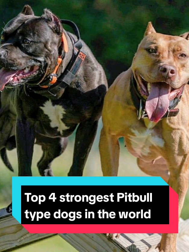 @The pet post