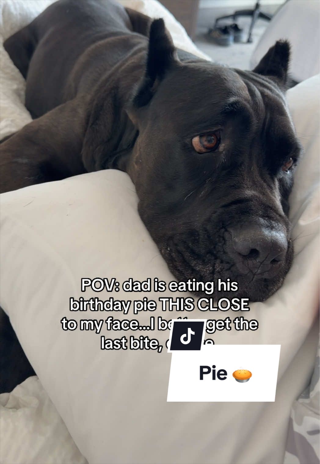 @Boo the Cane Corso