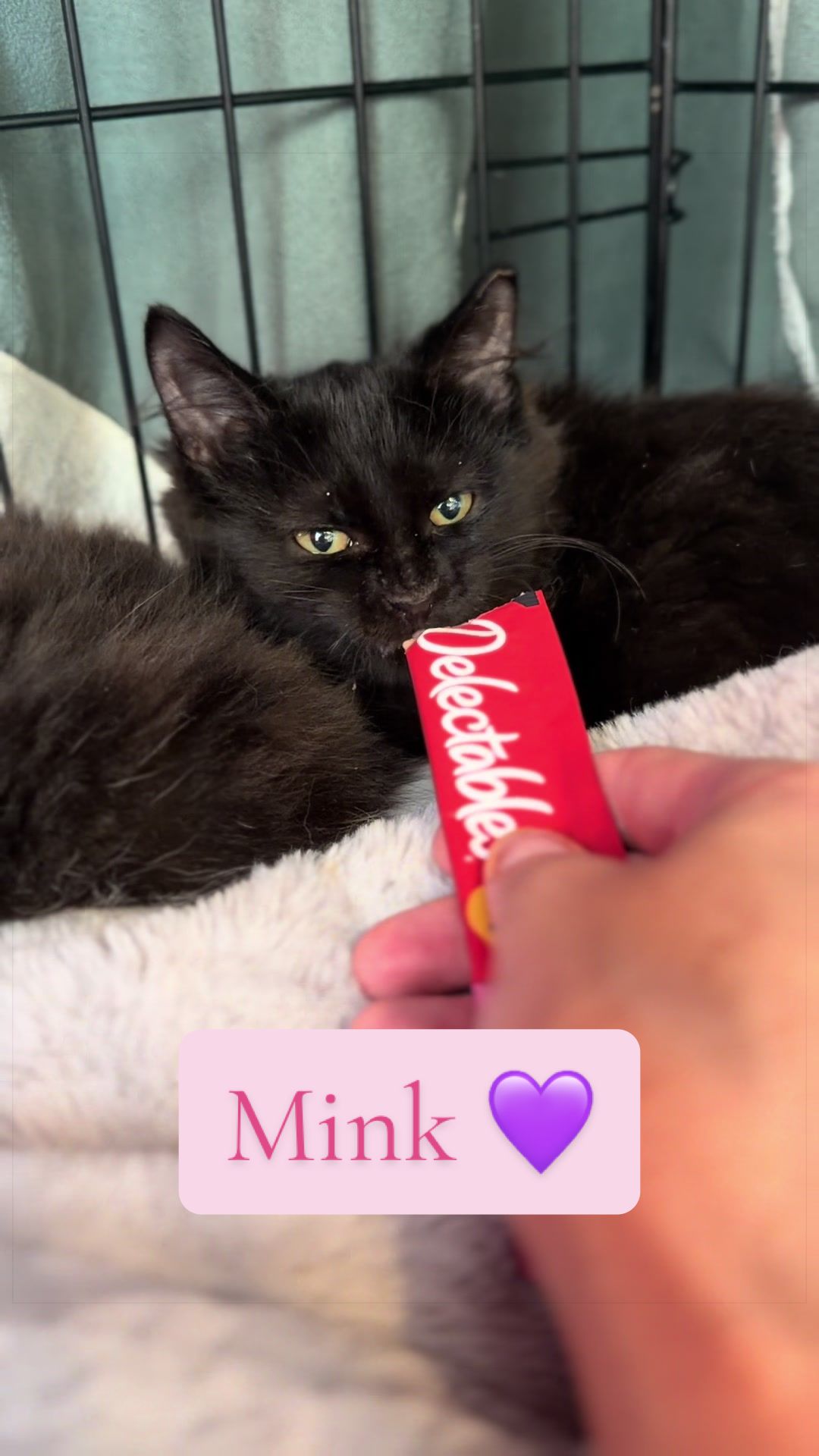 @Whiskers Of Winfield - Meg