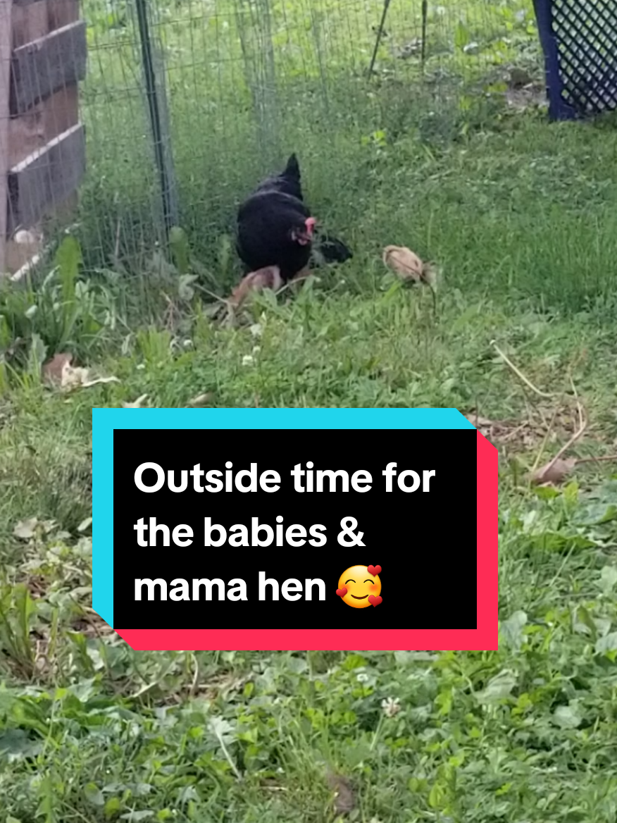 @CityChickenFarm