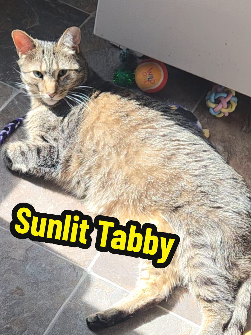 @tiny_tnr_tigers