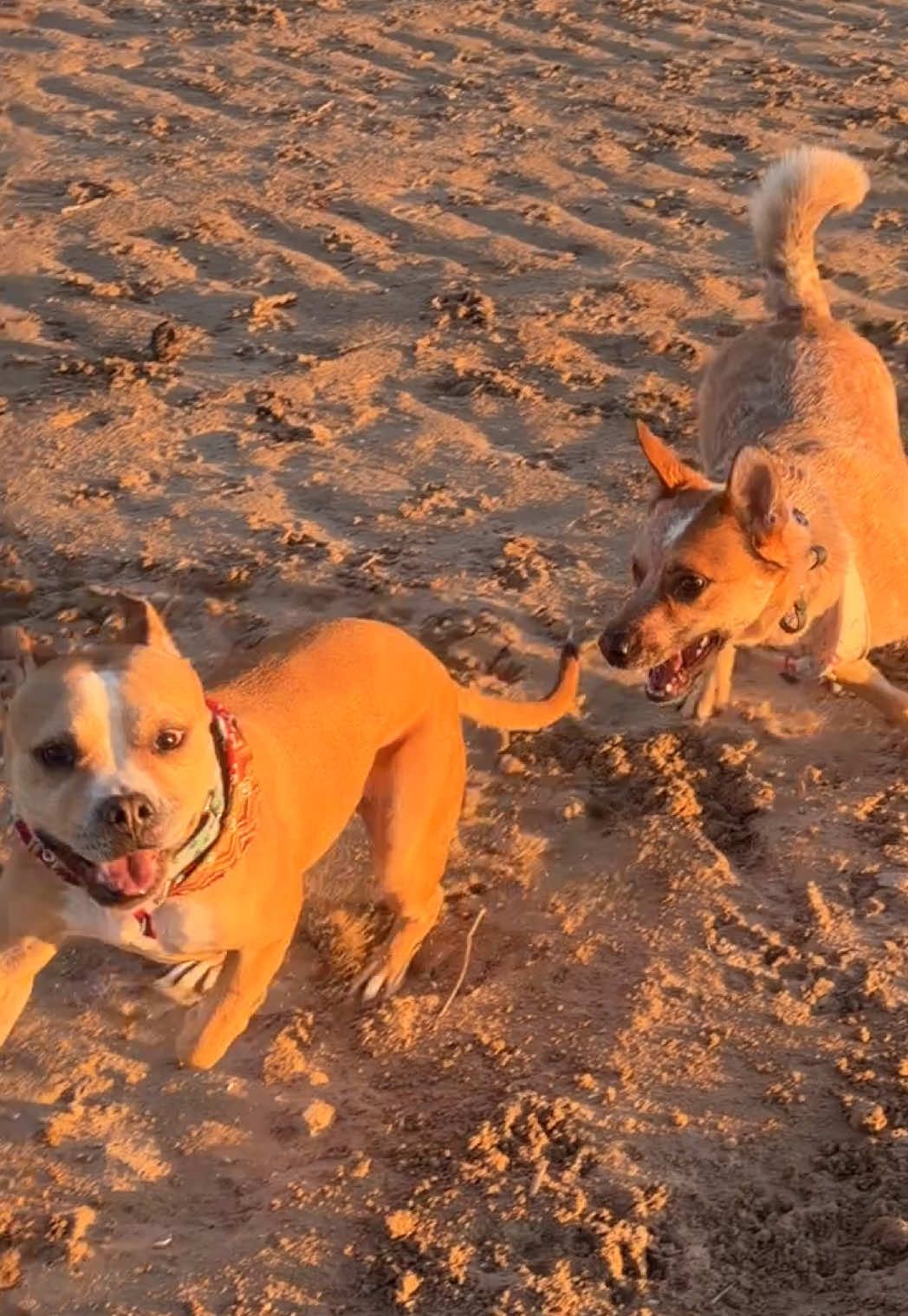 @dogstrainjen