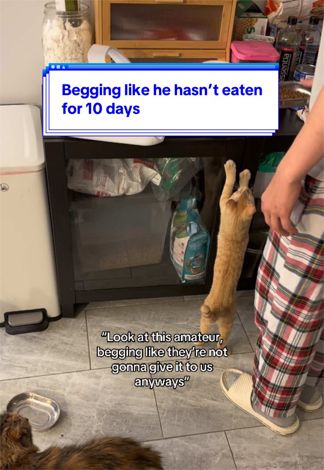 @loubert_the_cat