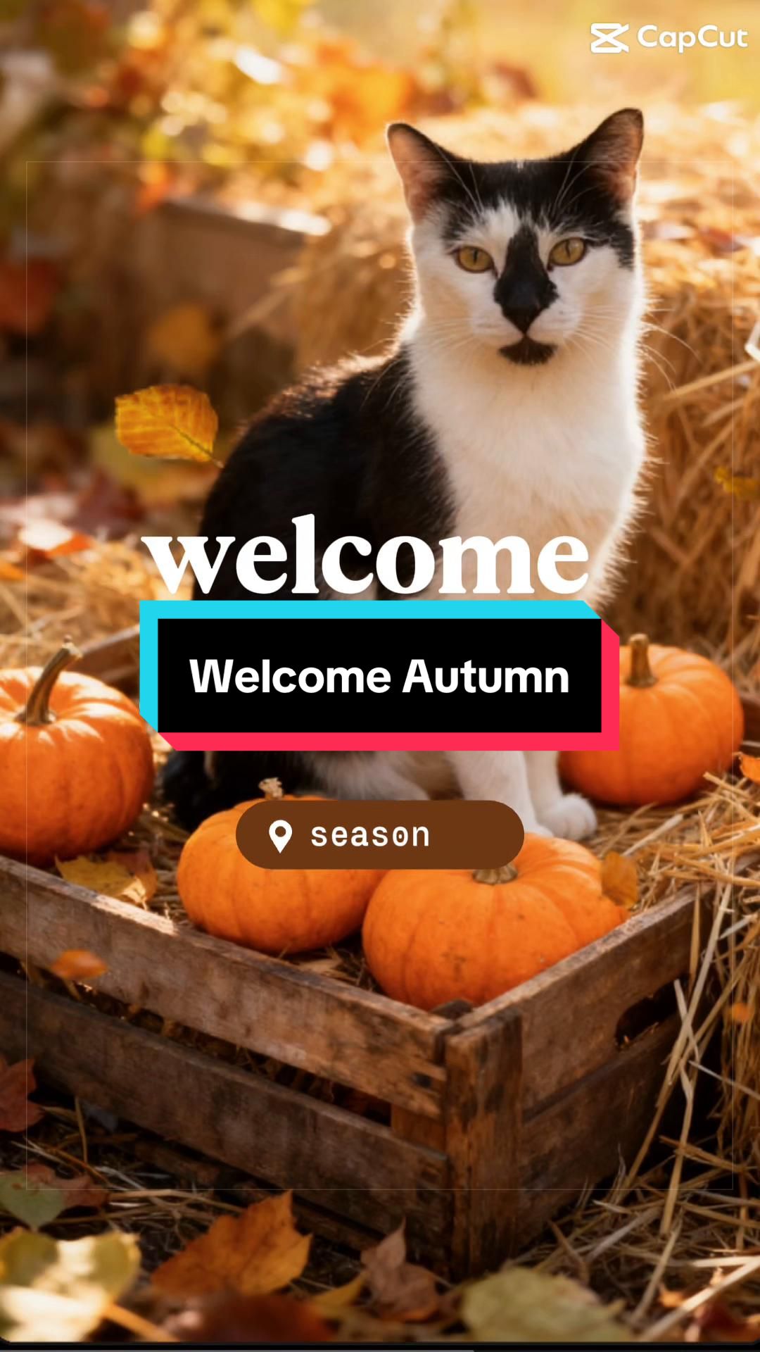 @catlover313official