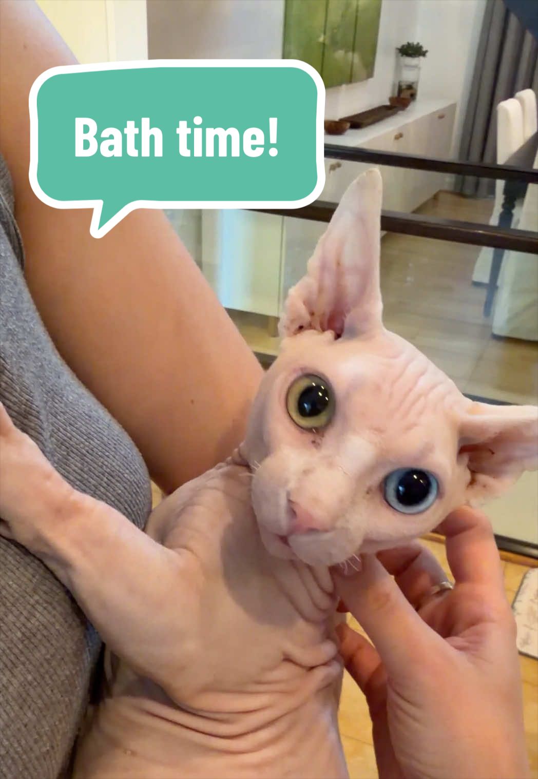 @Boba’s Buds Minskin Cats