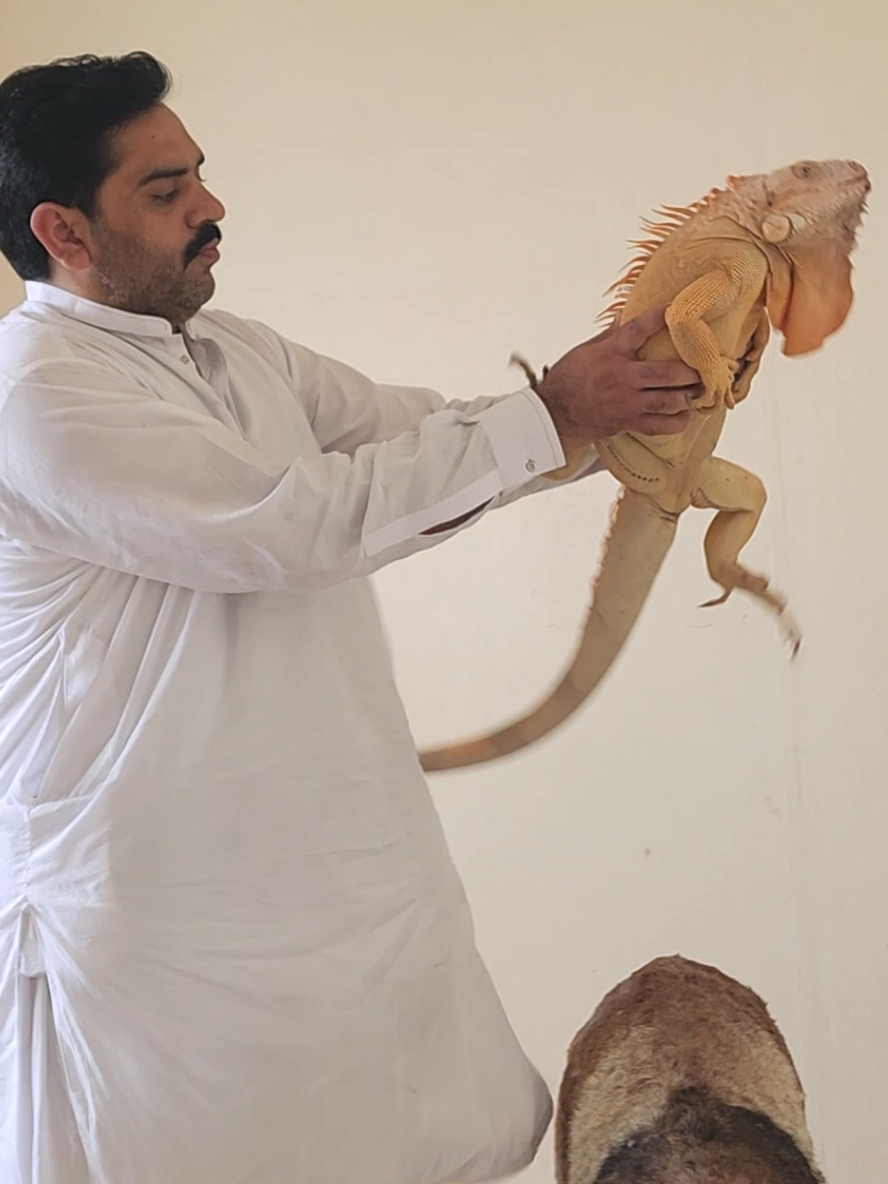 @RehAn