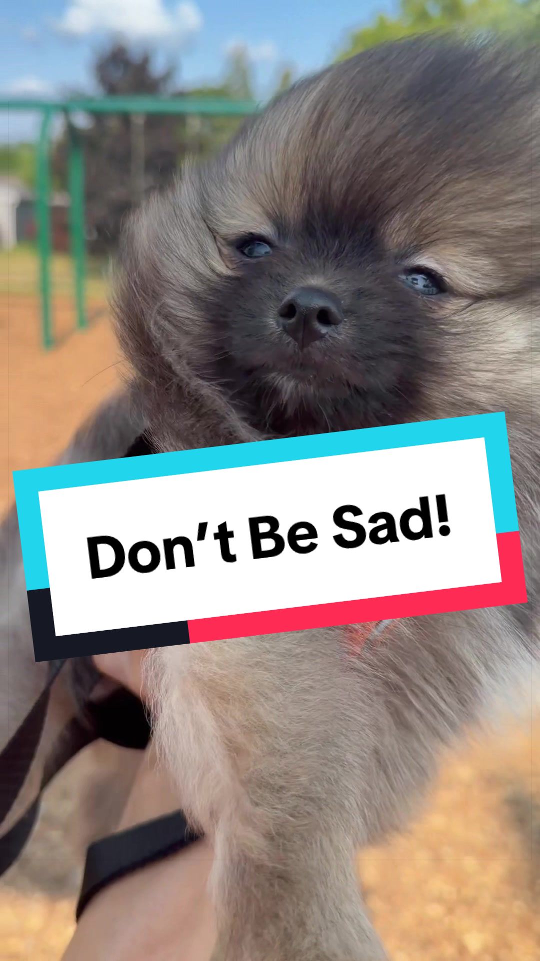 @blessedlittlepaw