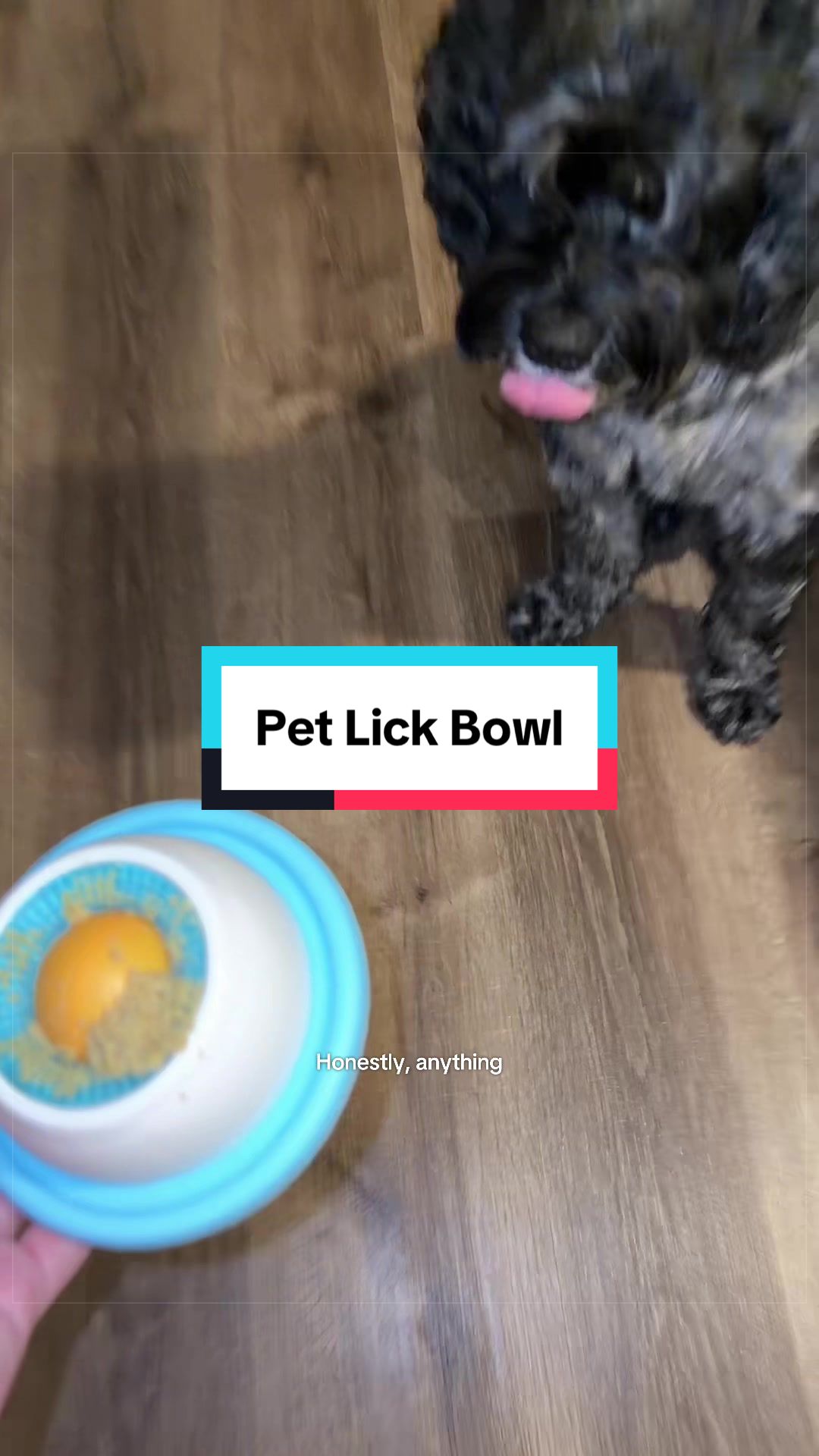 @Archie The Bernedoodle