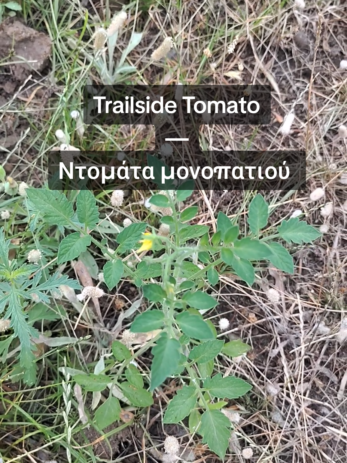 @Sandra Triantafyllou