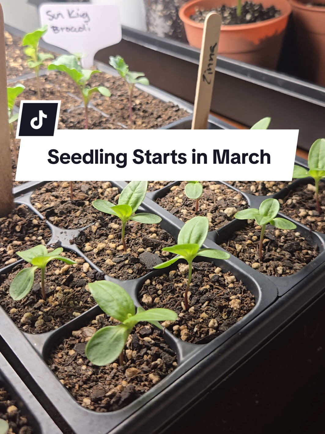@Seed To Bloom