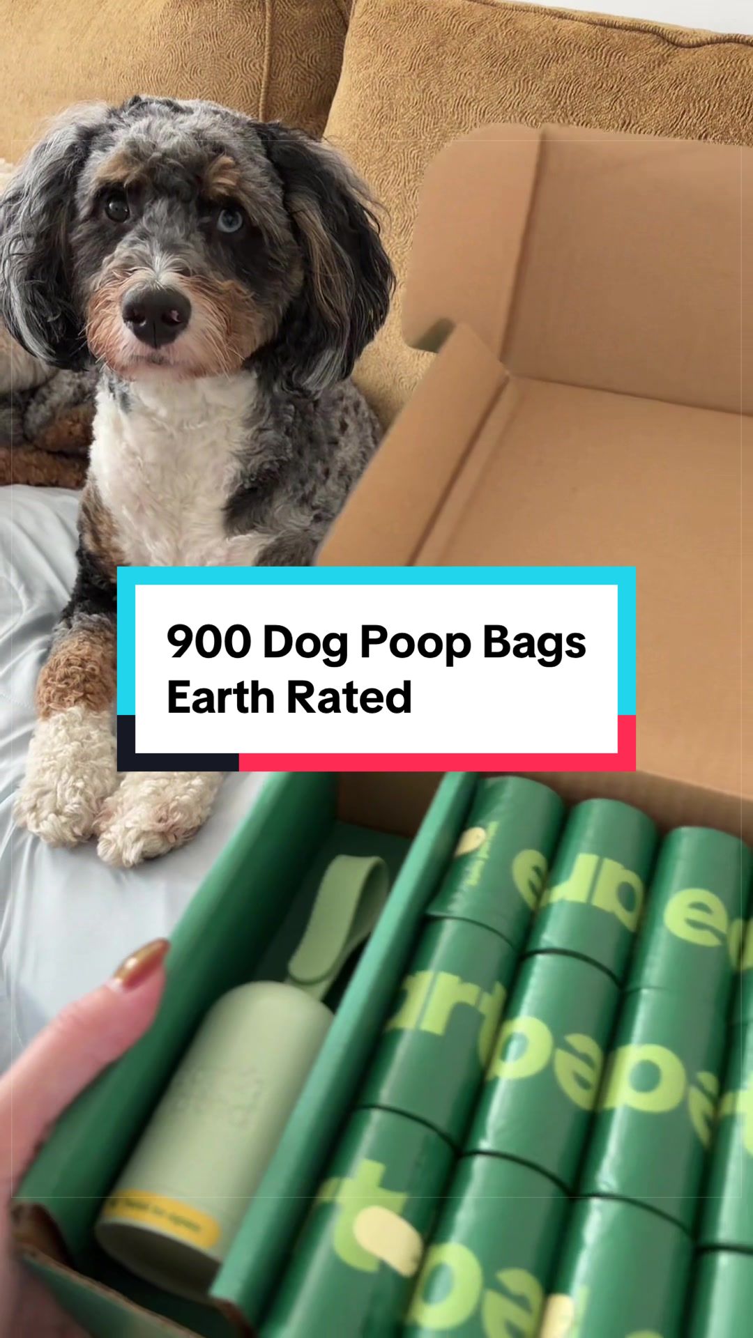 @Archie The Bernedoodle