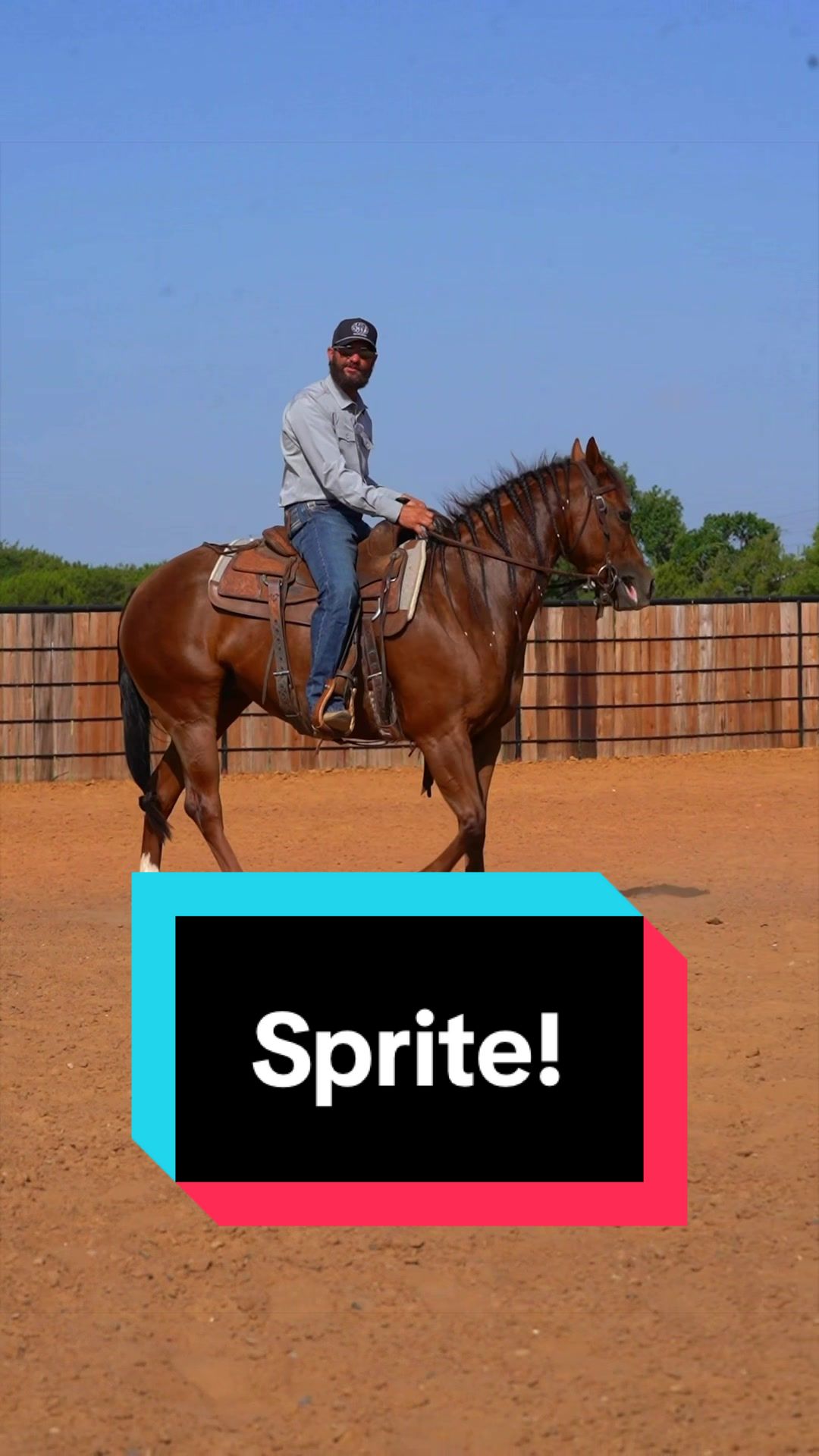 @WS Horses