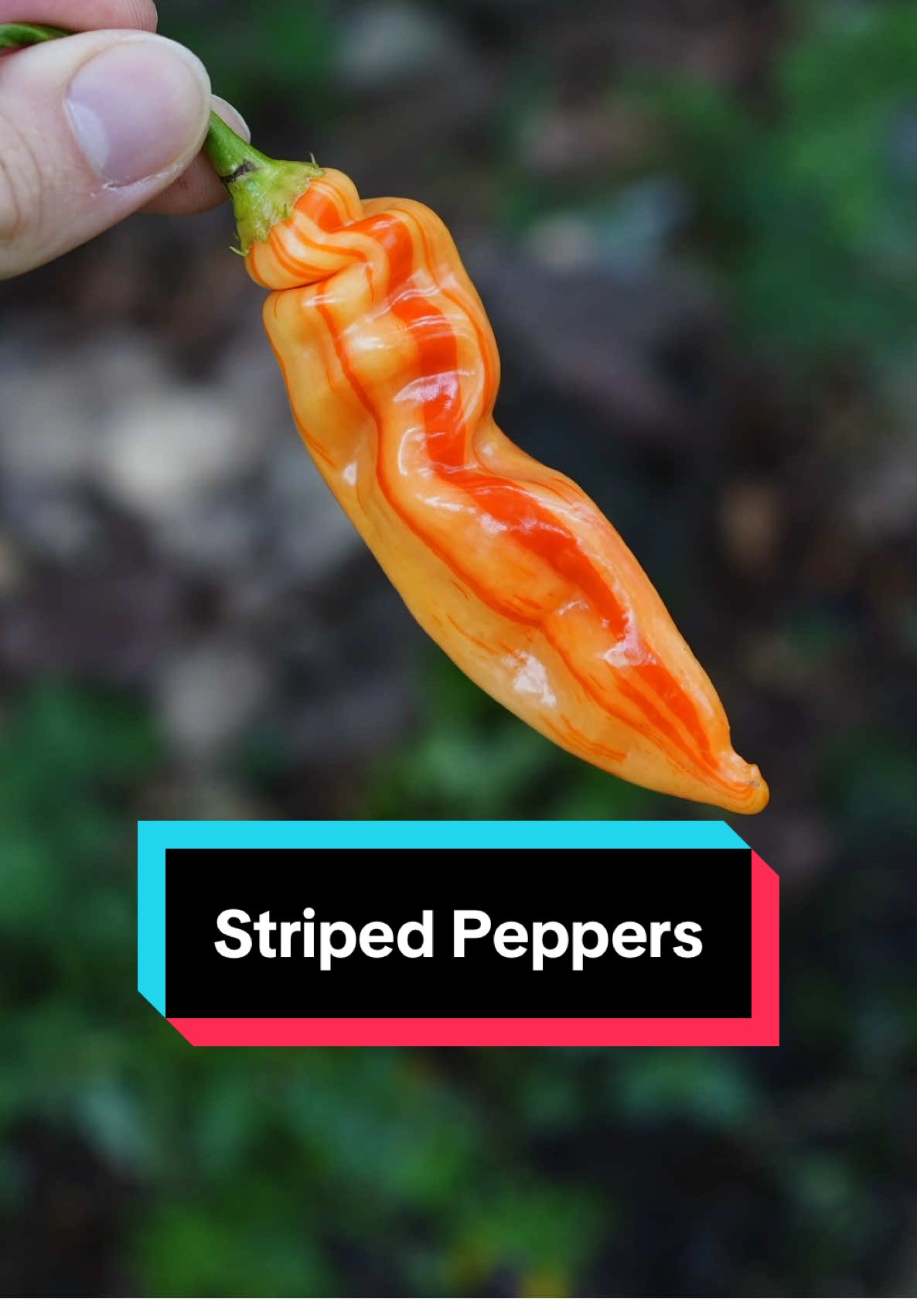 @Geeky Greenhouse / Pepper Geek