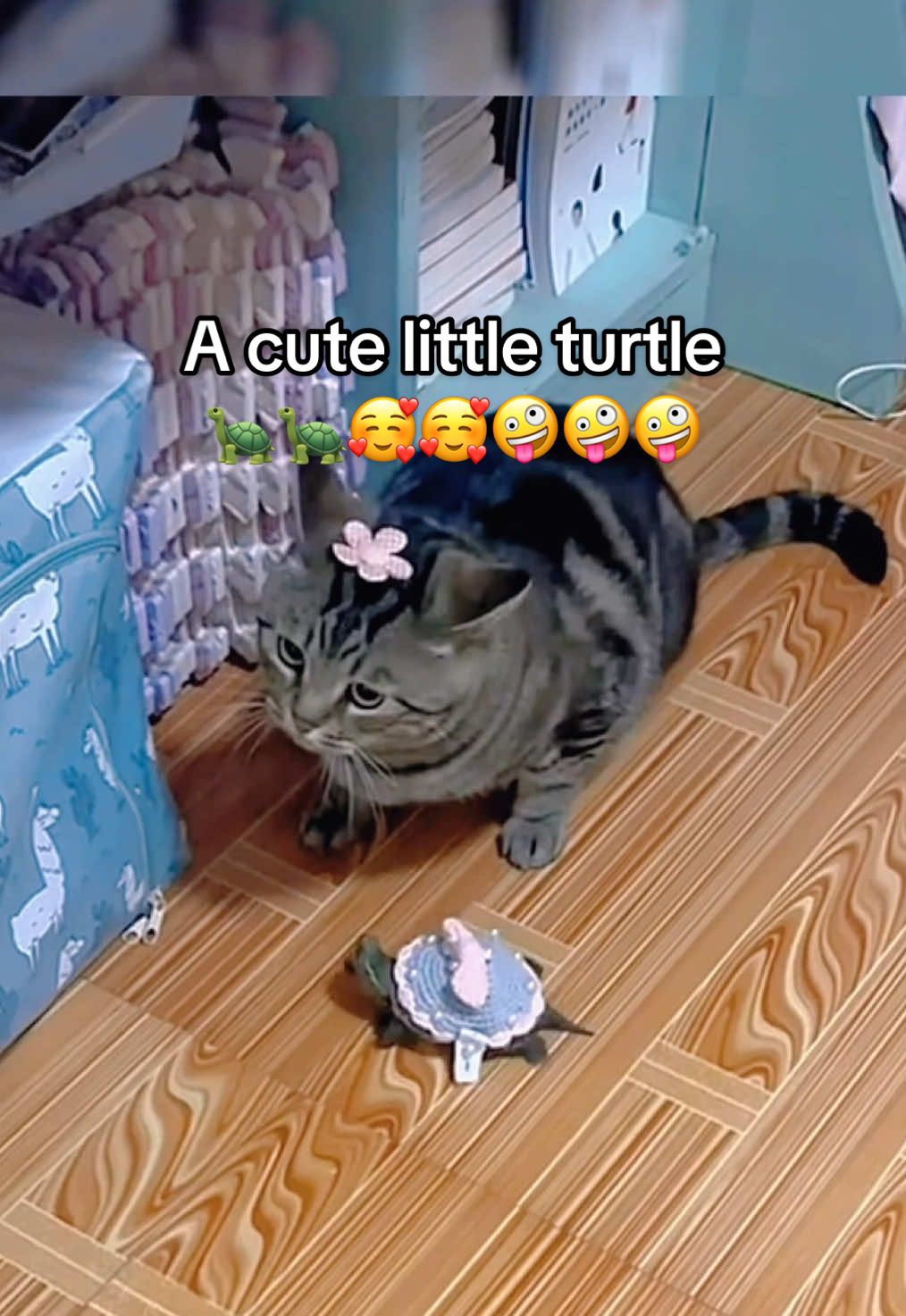 @Mr. Turtle