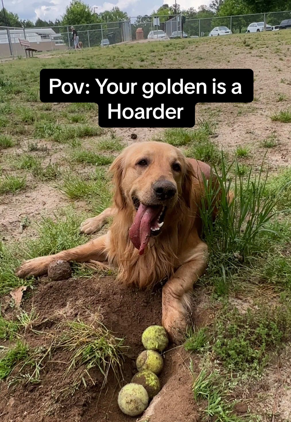 @goldenboytofu