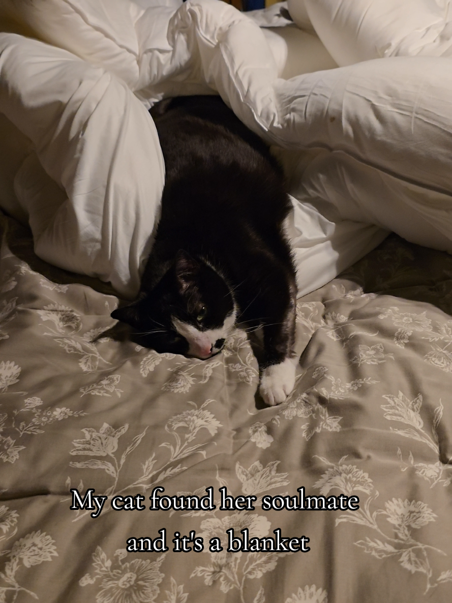 @𝓚𝓪𝓽 𝓦𝓱𝓮𝓮𝓵𝓮𝓻🐈⬛