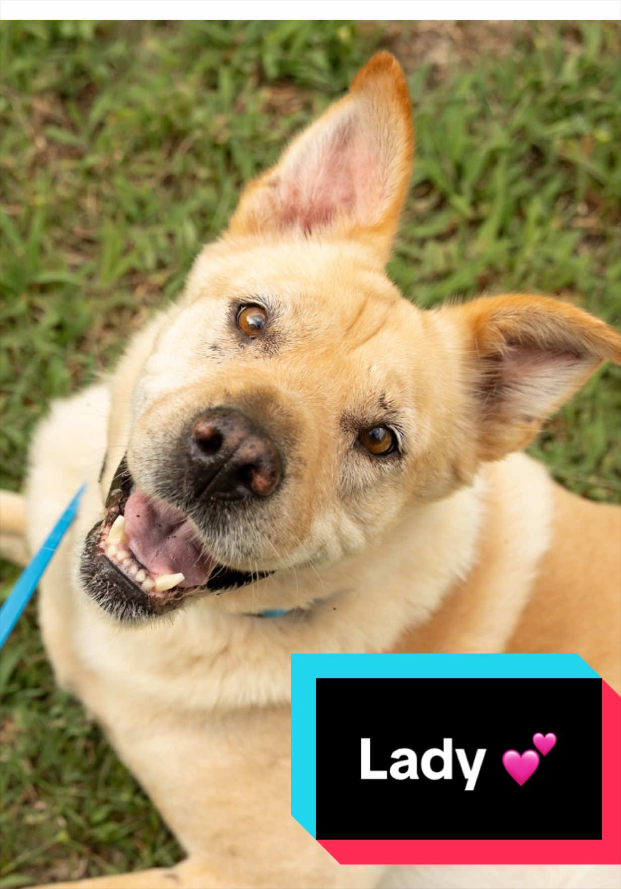 @Joyful Pets