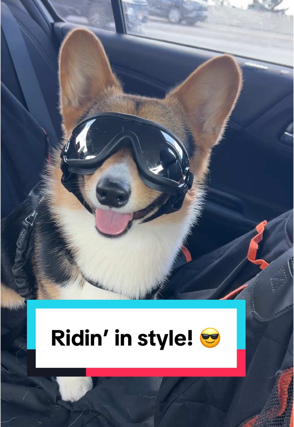 @hasbithecorgi