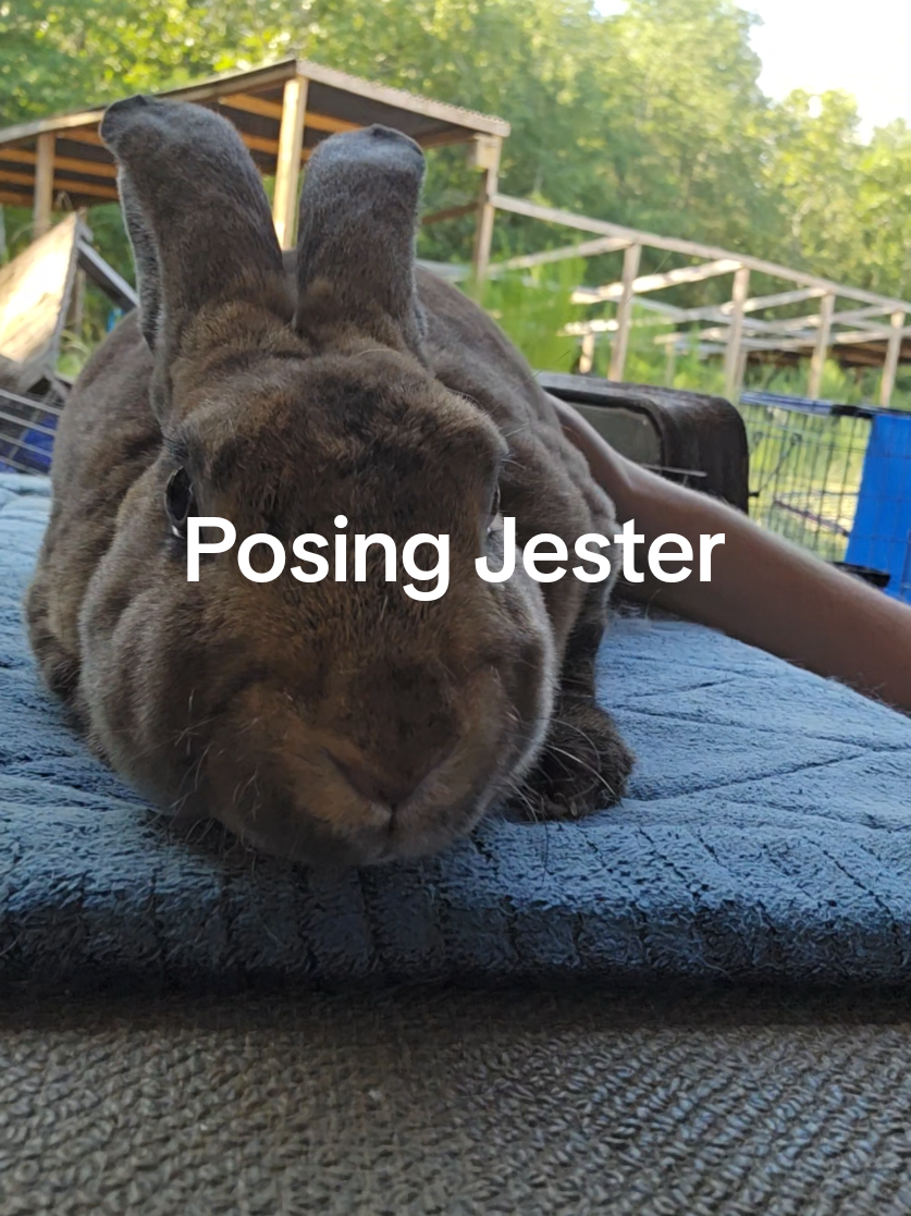 @Hidden Home Rabbitry