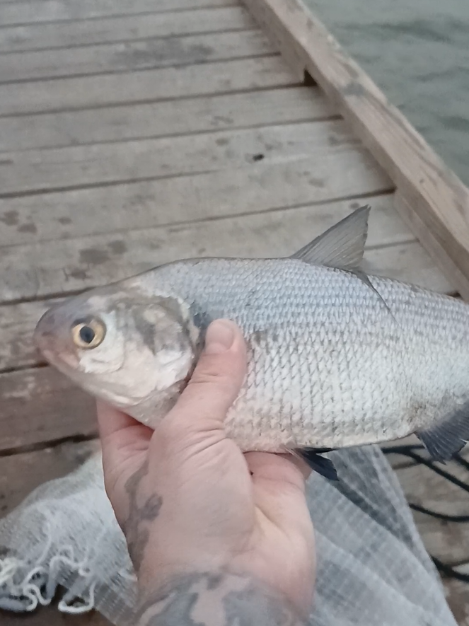 @Dirte's Tackle Shack