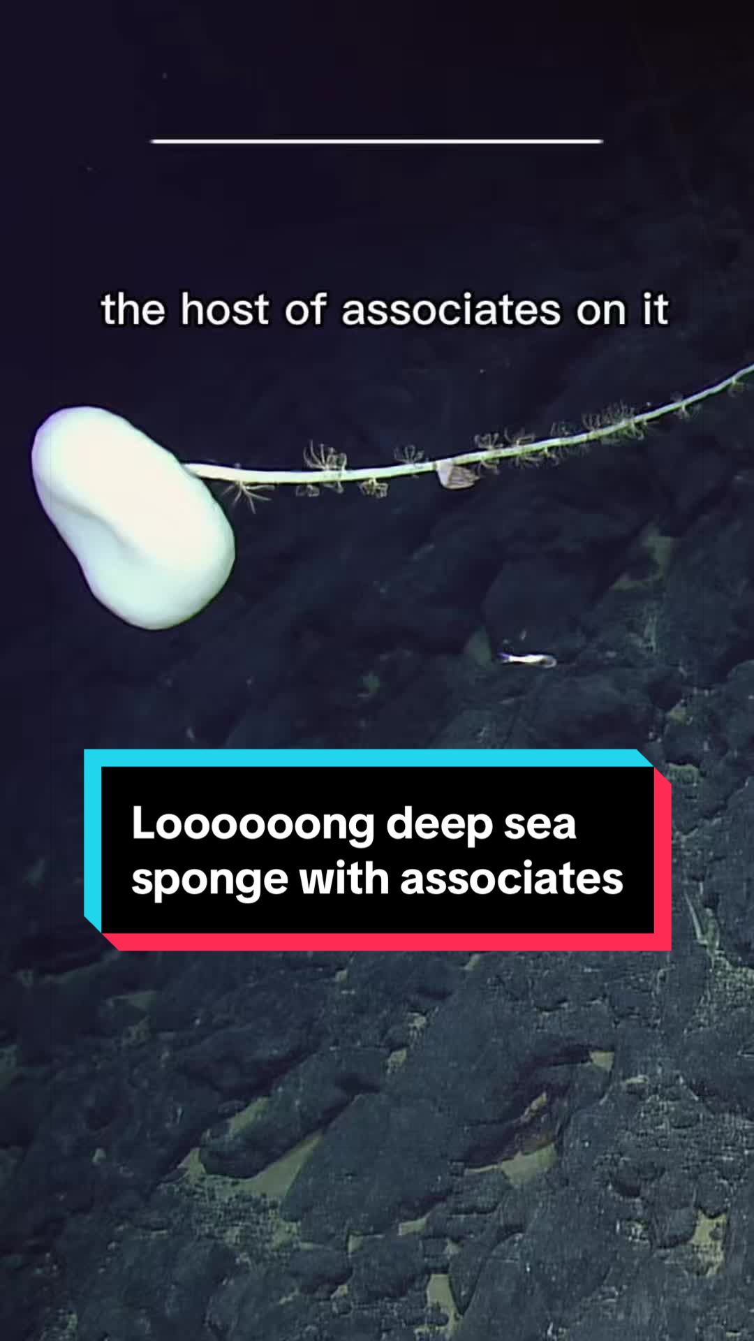 @Ocean Exploration Trust