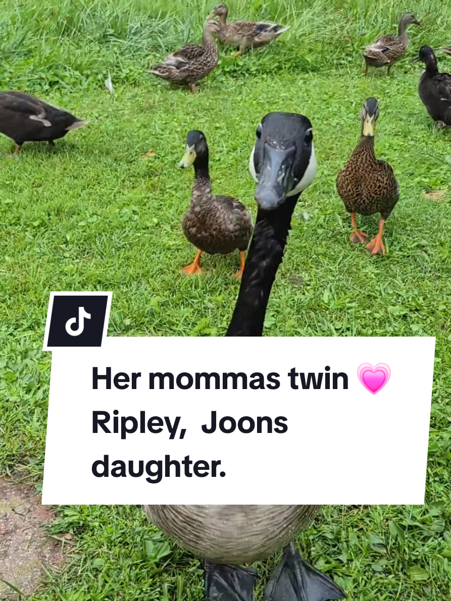 @🦆Duckville🦆