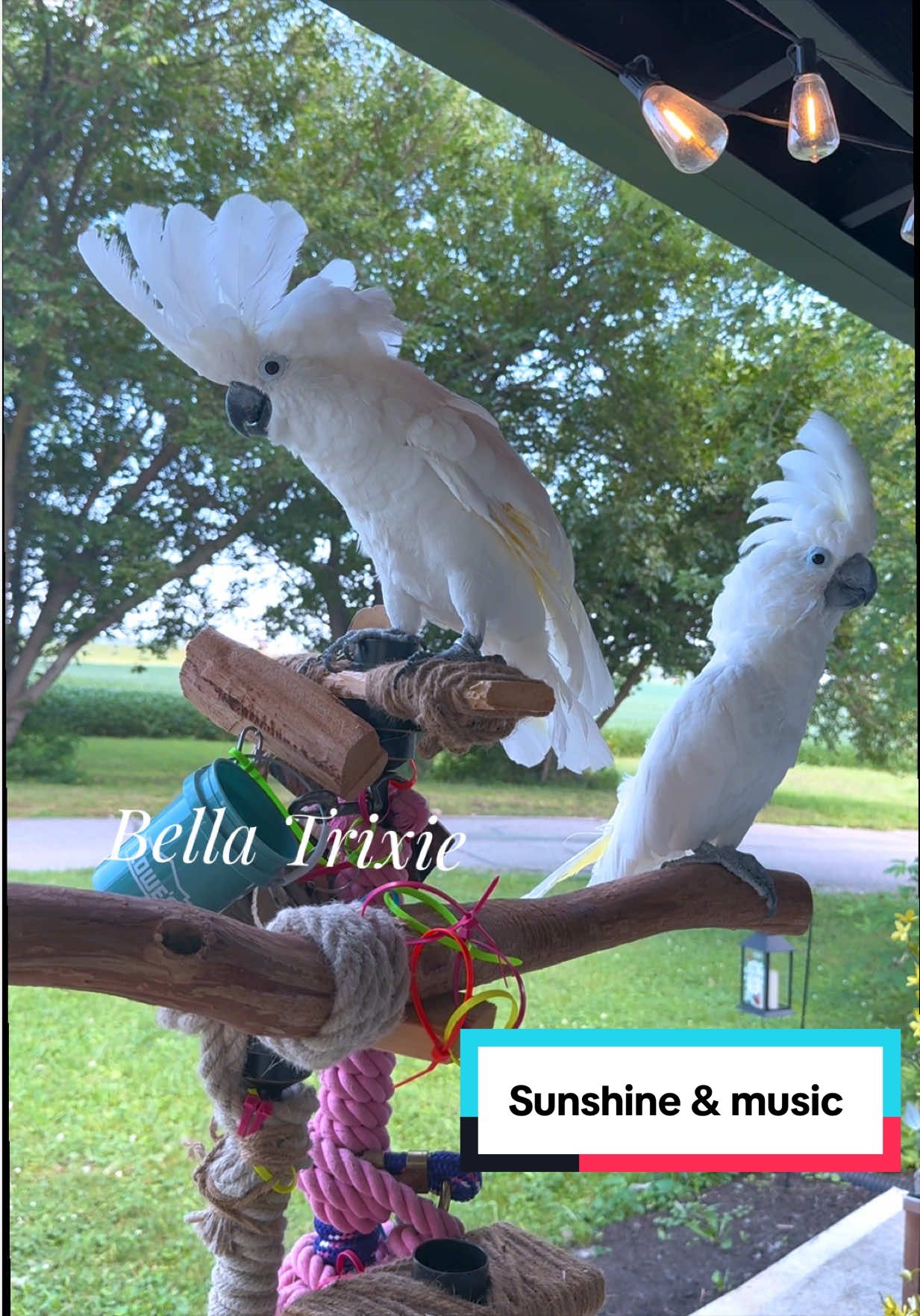 @bella_trixie_party