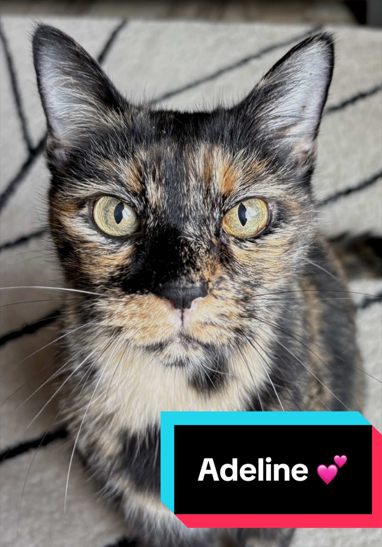 @Joyful Pets