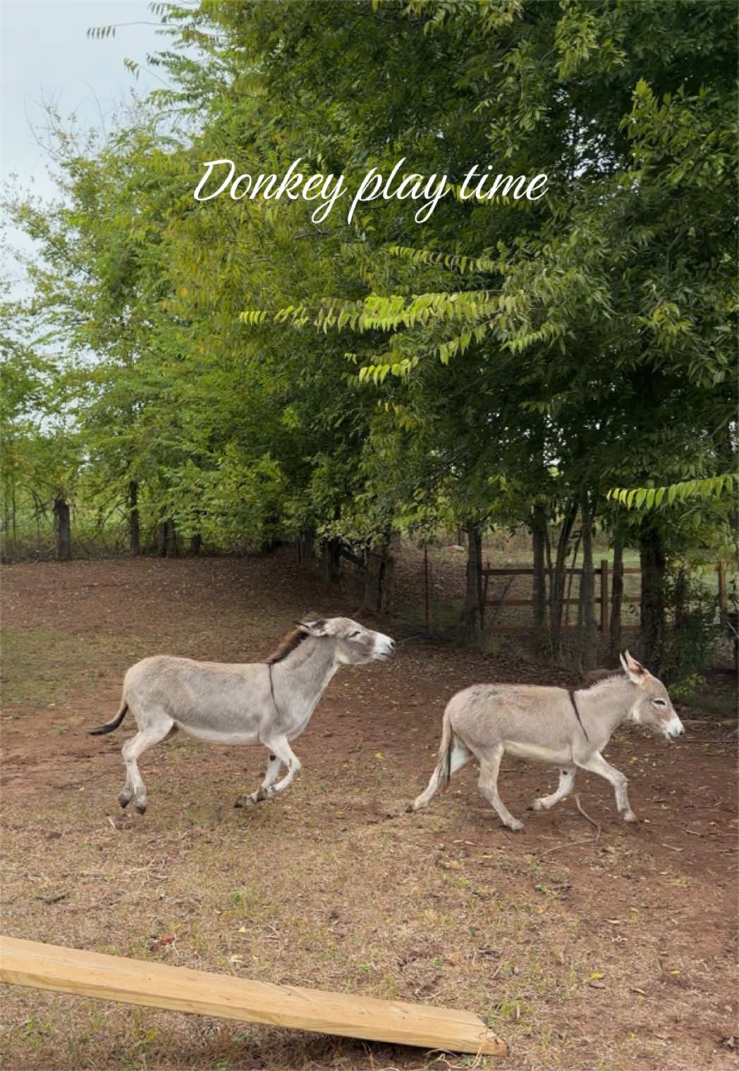 @meg’s mini farm