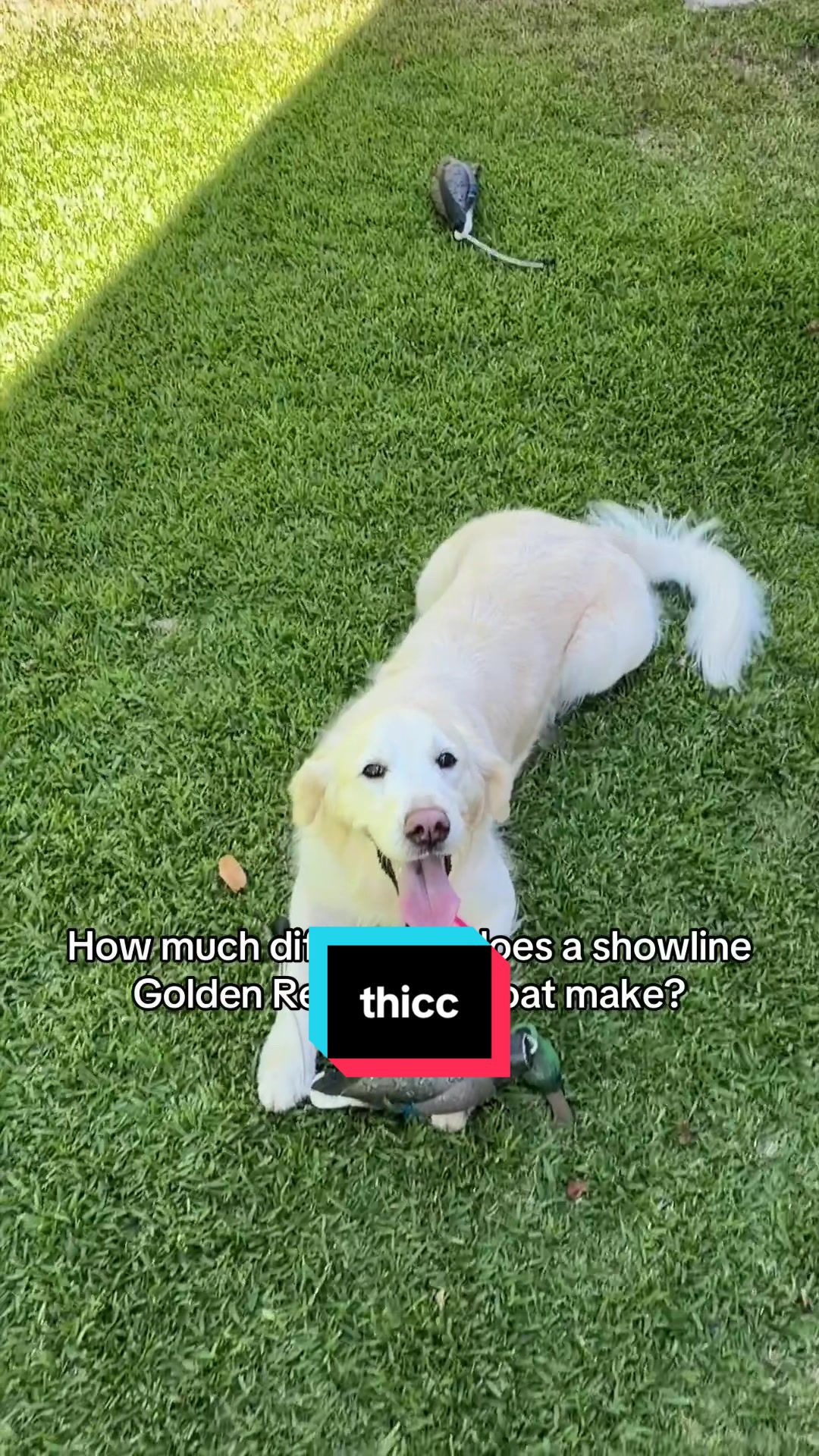 @goldenretrieevee