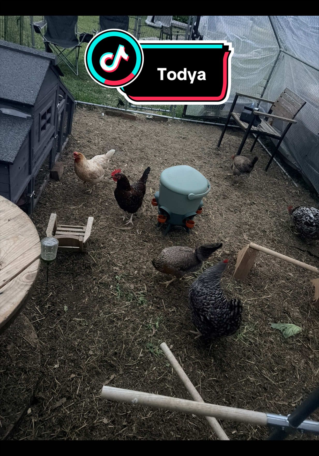 @powertothebirds