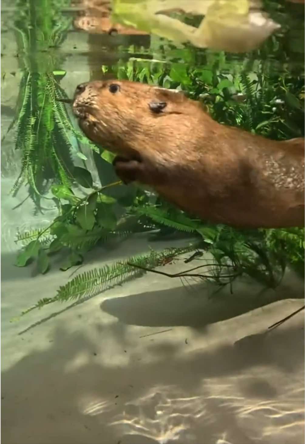 @San Diego Zoo