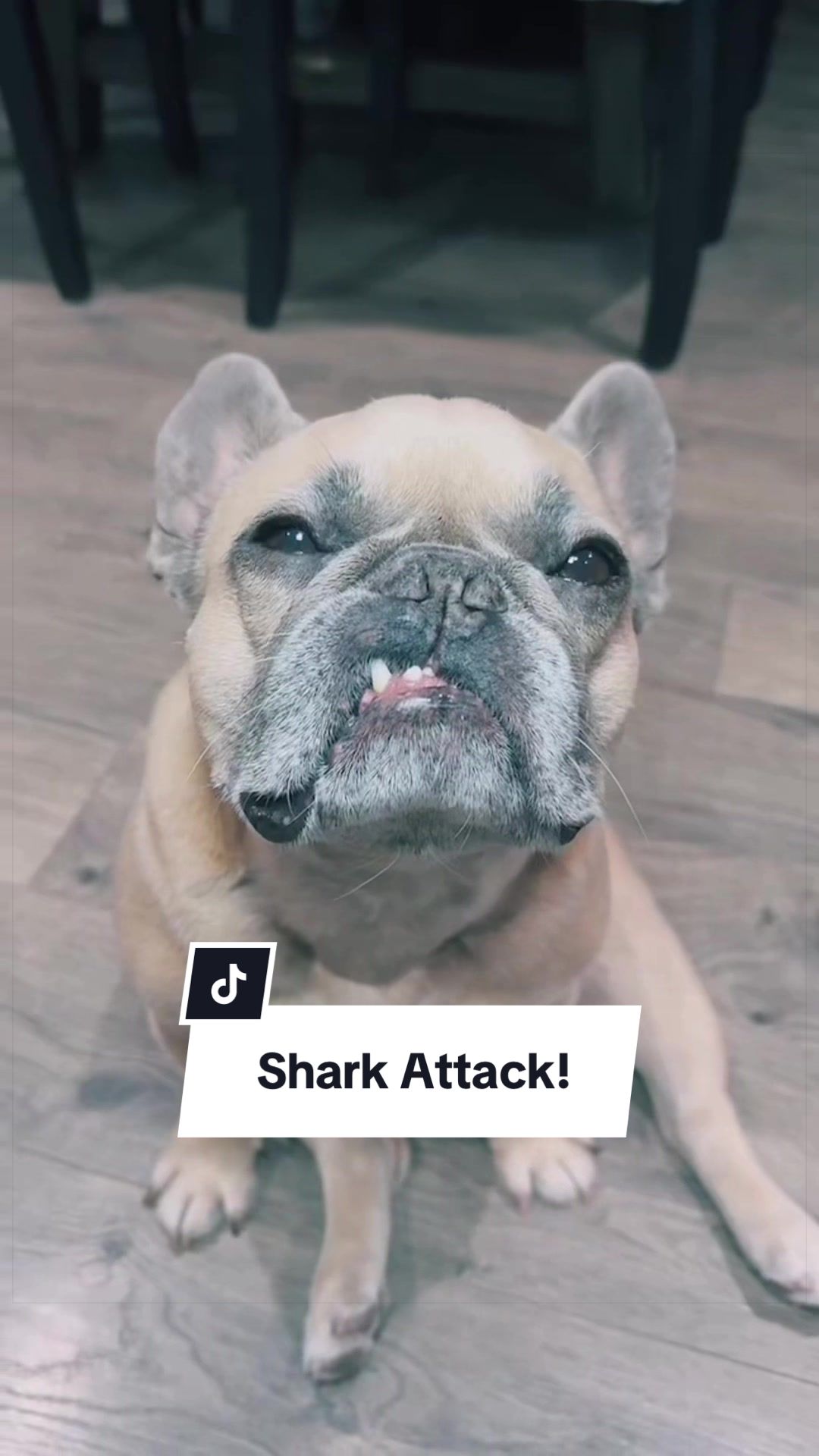 @Somefrenchienamedapollo