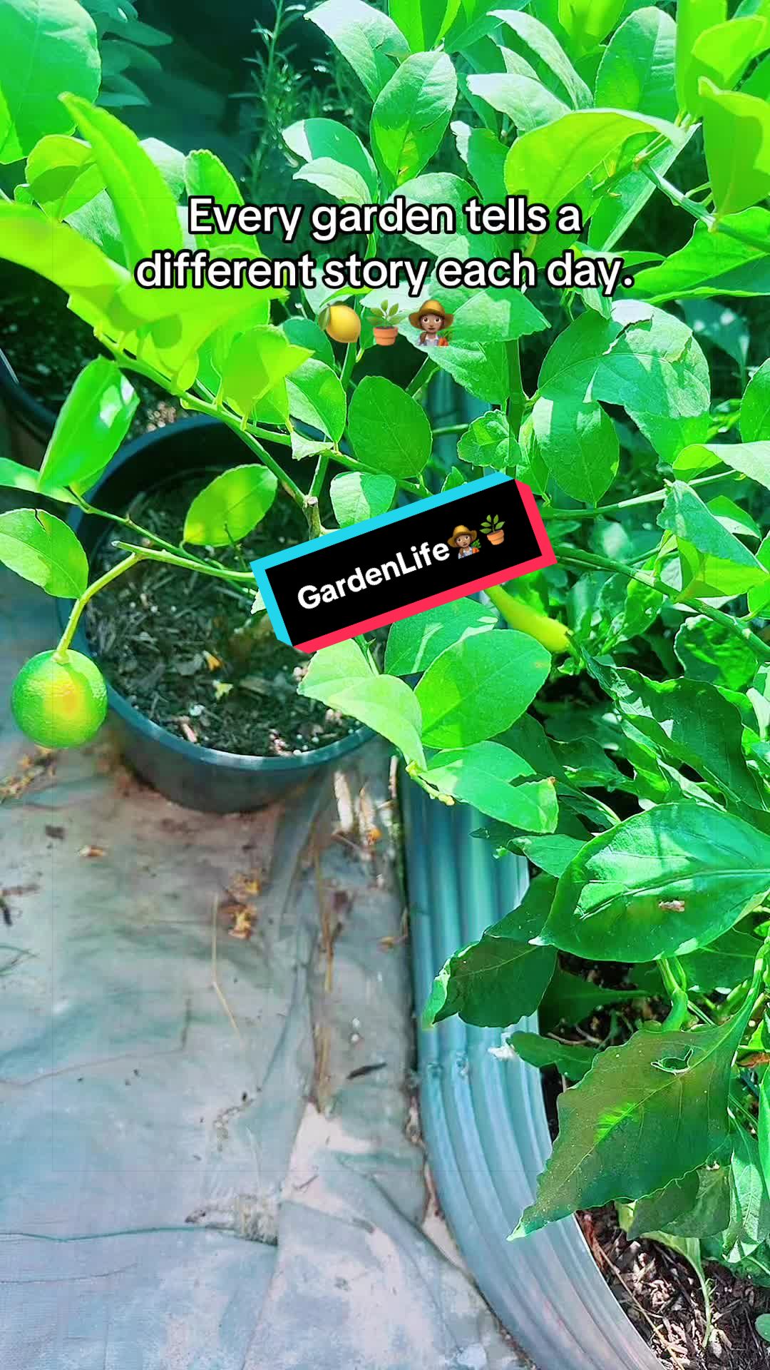 @TeeTee ❌♋️🦀