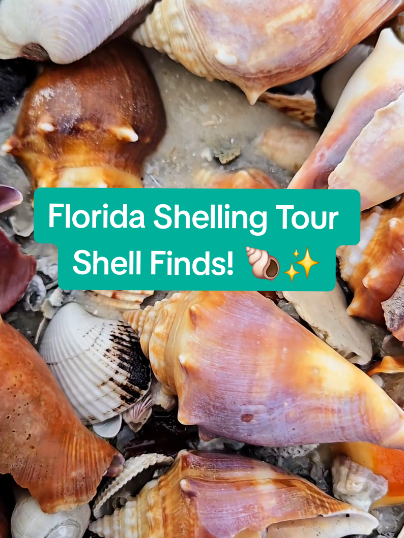 @The Seashell Mermaid ๐